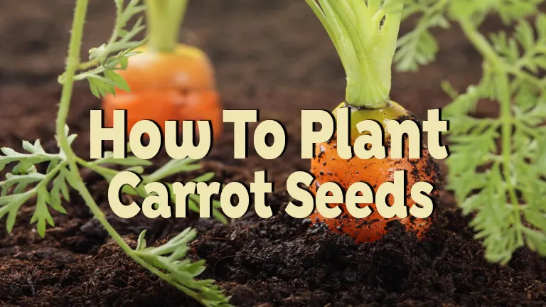 How to Plant Carrot Seeds: Techniques for Optimal Germination