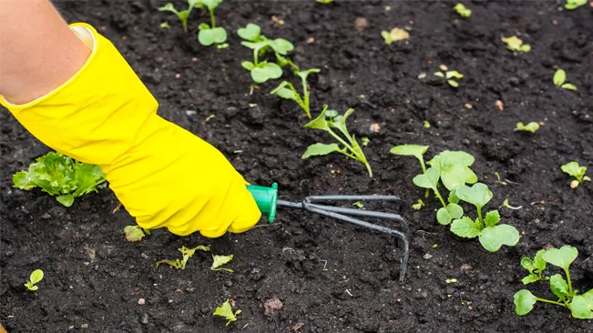 Steps to Prepare the Soil