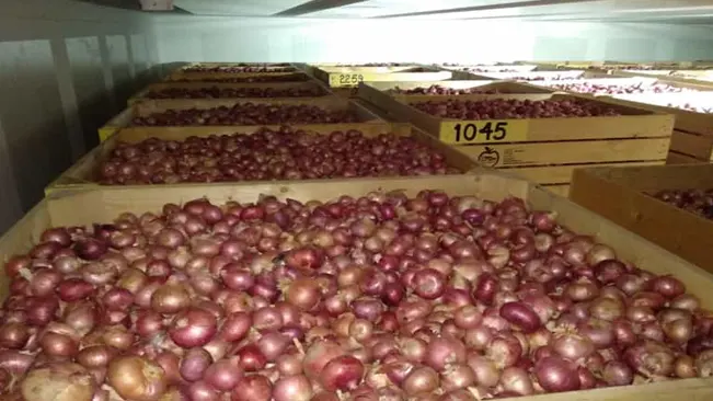 Storing Onions