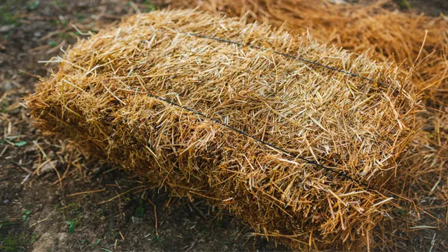 straw mulch