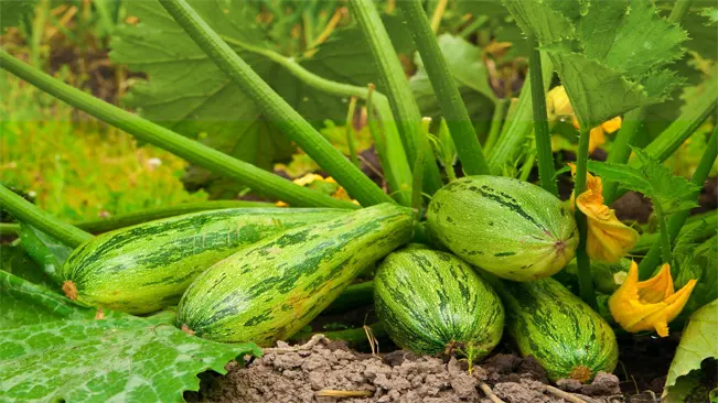 summer squash