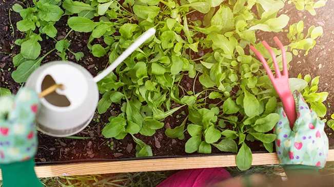 Person in patterned gloves watering green herbs in a garden bed