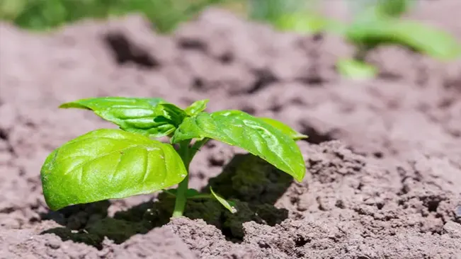 How To Plant Basil Seeds Perfect Step by Step Guide for Beginners