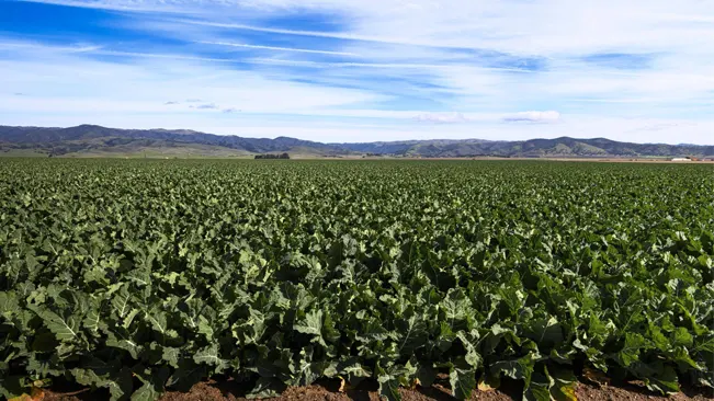 Expansive view of a commercial broccoli field with mountains in the background.