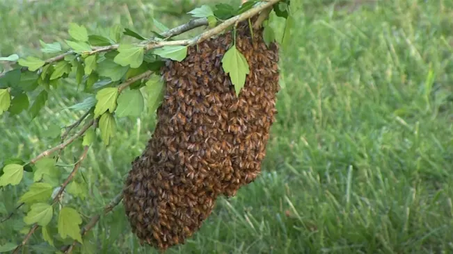 an image of swarm of bees