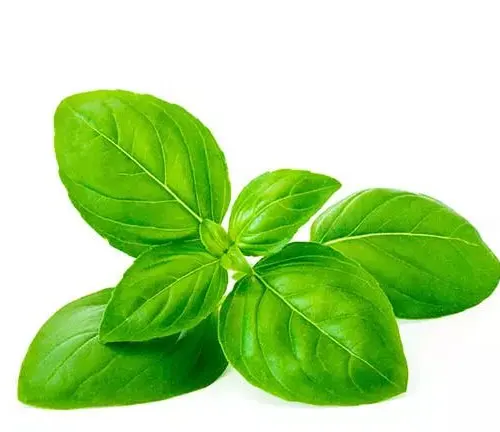 Sweet Basil (Ocimum basilicum)