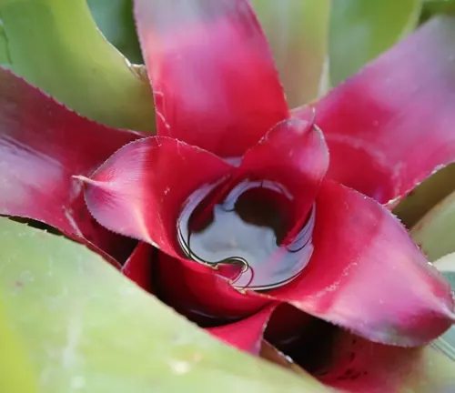 A vibrant red Bromeliad plant with a water droplet in the center cup
