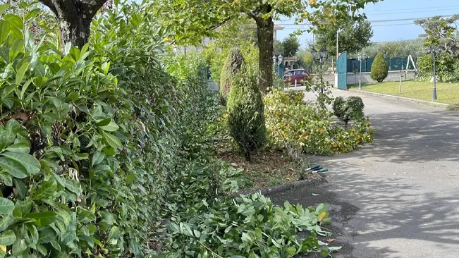 using a hedge trimmer to trim a hedge next to a road.