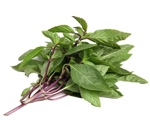 Thai Basil (Ocimum thyrsiflora)