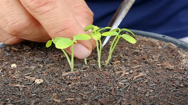 Selecting and Thinning Seedlings