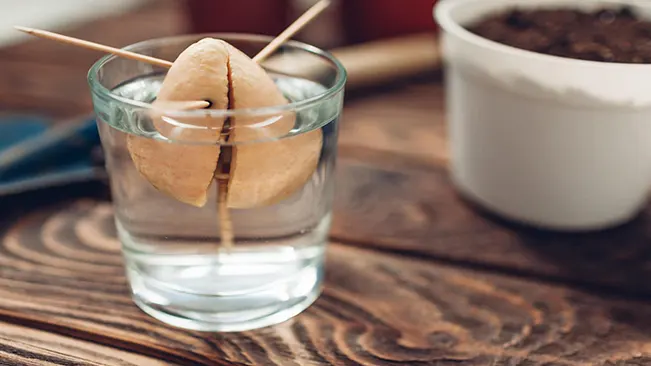 Avocado seed suspended in water by toothpicks for germination with potting soil in the background