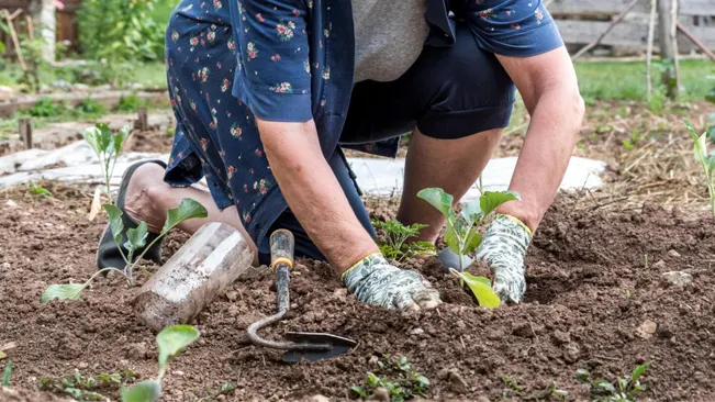 Person kneeling and planting young cabbage plants in a garden, with gardening tools nearby.