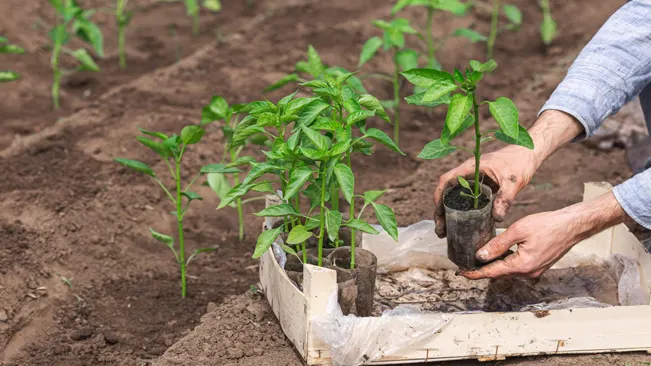 transplanting outdoors