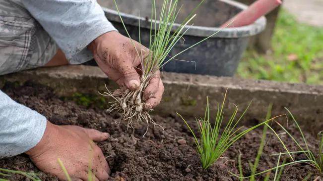 Transplanting Time