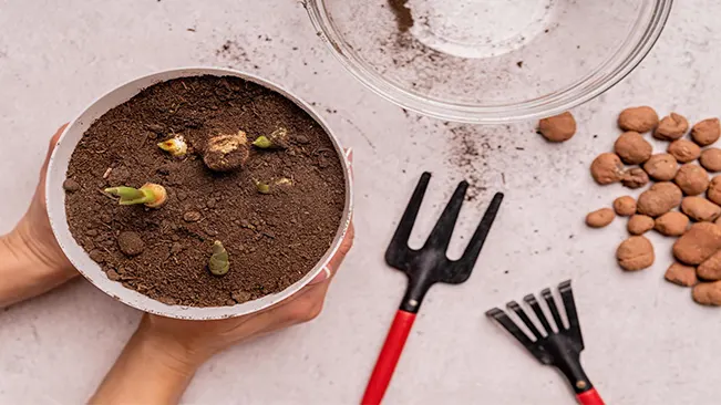 Hands holding a pot with soil and sprouting ginger, a small gardening fork, and hydroton clay pebbles on a table