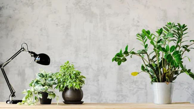 selection of potted plants on an office desk