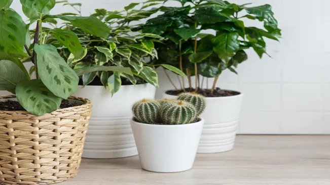 variety of indoor plants in white pots on a wooden surface against a white tiled 