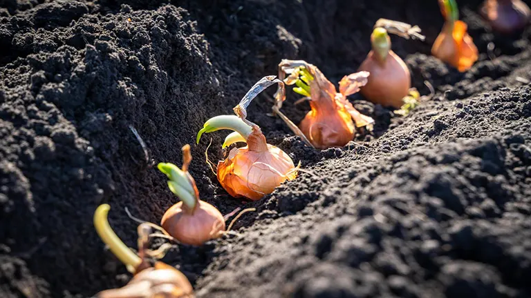 How to Plant Onions: From Sets to Harvest – A Complete Guide