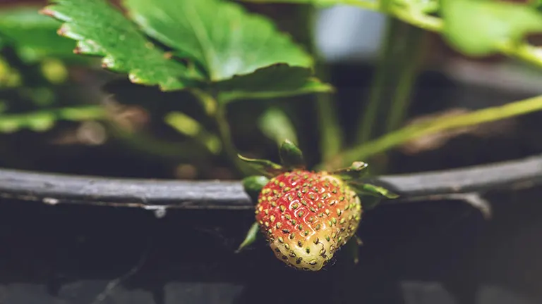 How to Plant Strawberries: A Seasonal Guide for Lush Berries