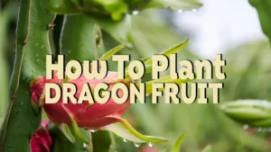 how to plant dragon fruit
