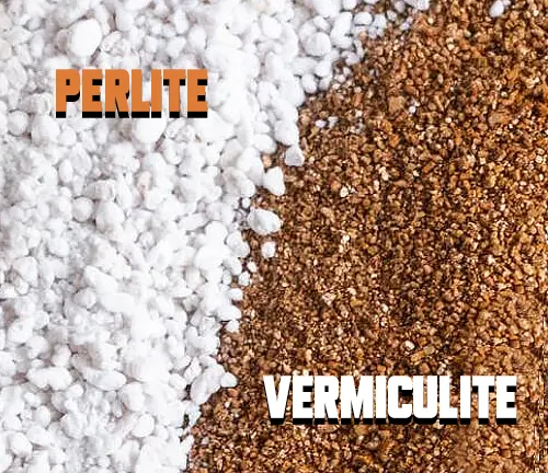 Two distinct soil amendments side by side: white, airy perlite on the left, and brown, flaky vermiculite on the right, both labeled for identification.
