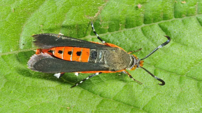 vine borers