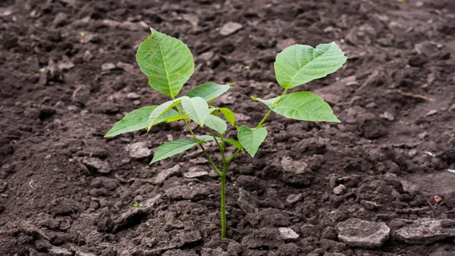 A young walnut sapling with bright green leaves growing in rich, dark soil.