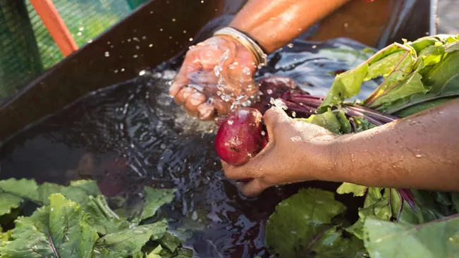 cleaning the harvested beets in water 