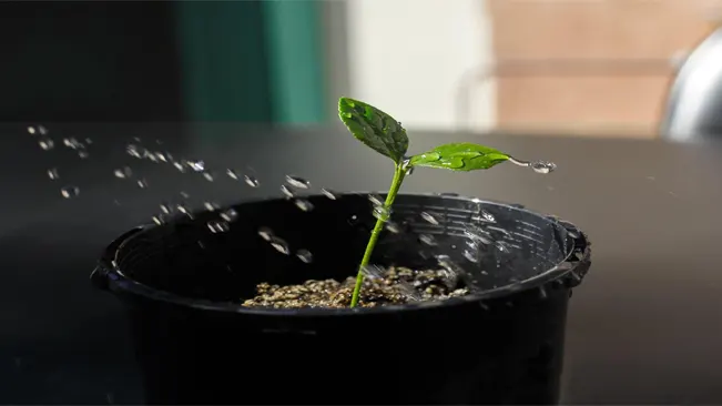 Watering a young plant in a black pot