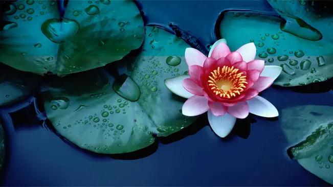 Vibrant pink and white water lily with a golden center on a deep blue water background