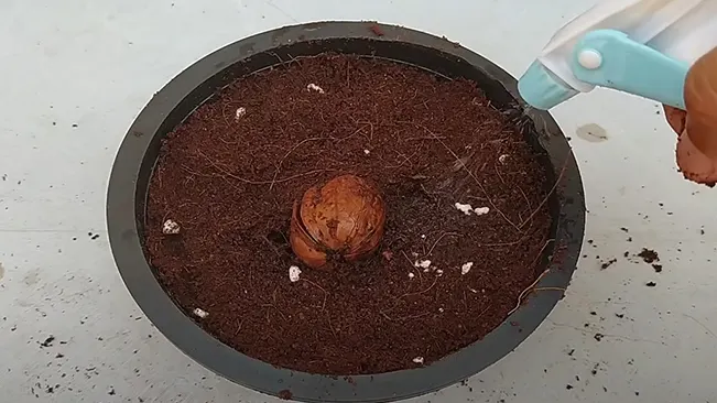 Planting a walnut in a pot, with hands pressing the soil around a half-buried walnut shell.