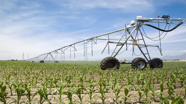 Watering Corn