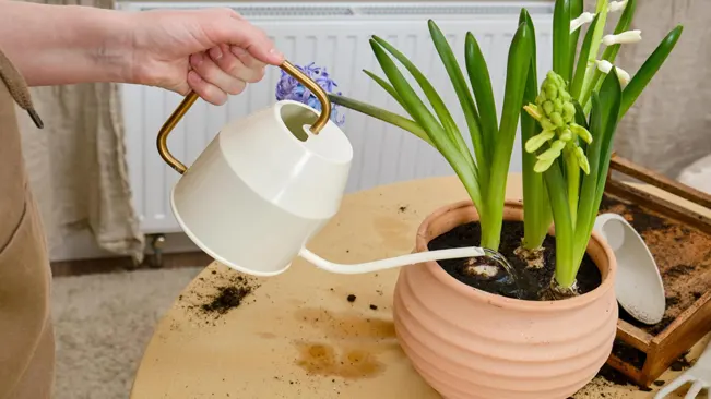 Watering Saffron Plants