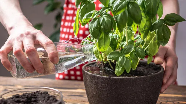 Watering Basil Seeds