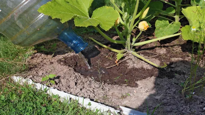 Watering Summer Squash Plants