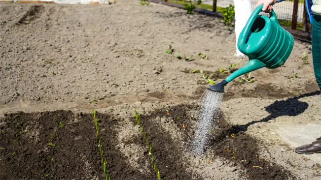 Watering Onions