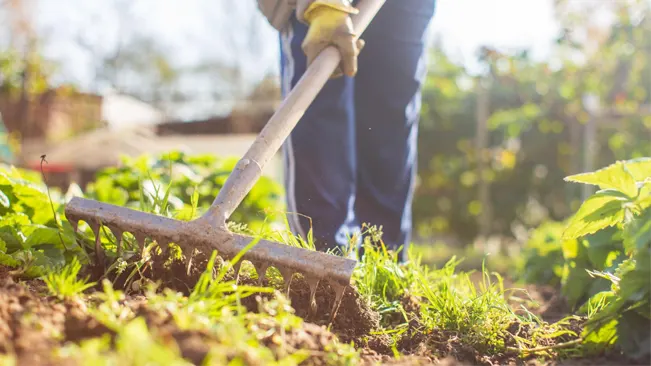 remove any remaining weeds or grass roots from the soil