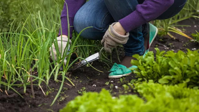 Weeding Around Onions