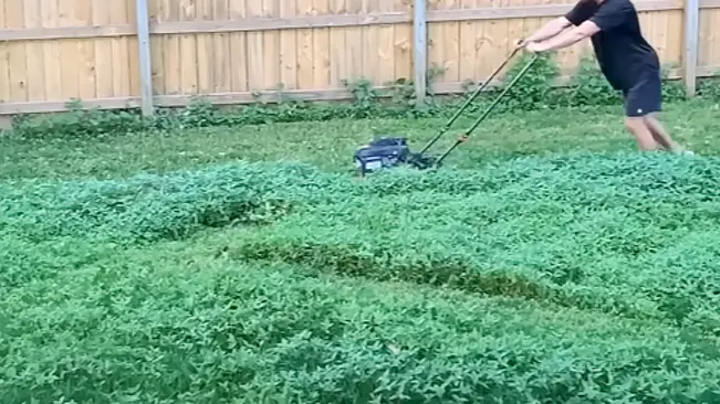 A person in black mowing overgrown green grass in a backyard with a wooden fence in the background.