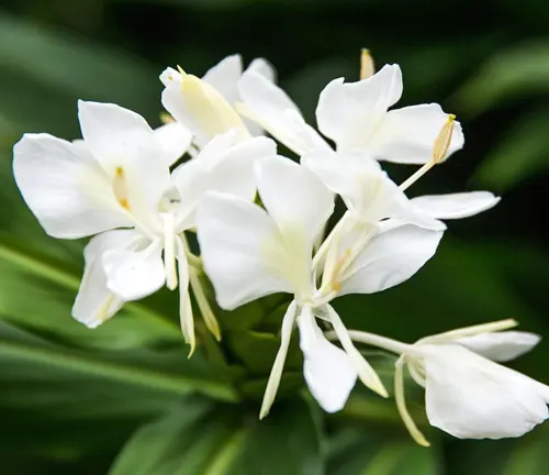 White Ginger Lily (Hedychium coronarium)