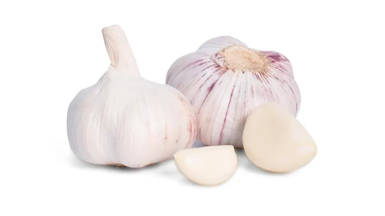 How to Plant Garlic: Perfect Timing for Maximum Yield