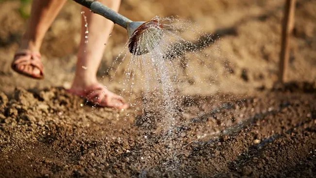 Watering freshly made furrows in a garden bed to prepare for planting carrots