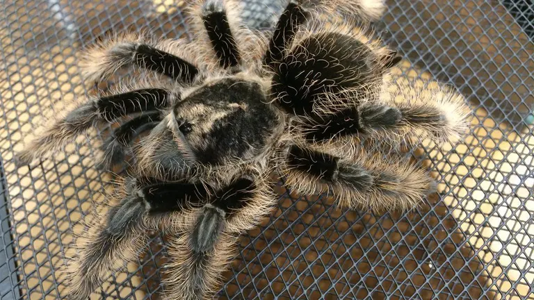 Curly Hair Tarantula