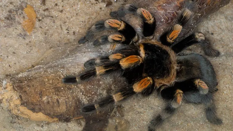 Mexican Red Knee Tarantula