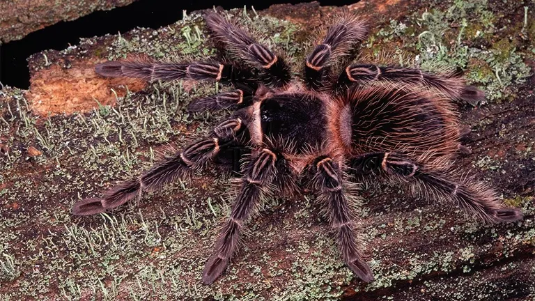 Salmon Pink Birdeater Tarantula