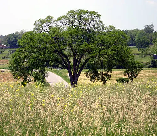 Solitary tree with a wide canopy over a country road, surrounded by tall wild grasses and rural farmland.