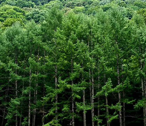 Dense wall of green coniferous trees in a forest