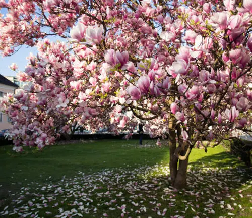 Blooming magnolia tree with pink flowers and fallen petals on grass.