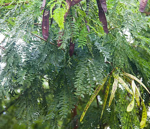 Tree with feathery leaves and long brown seed pods