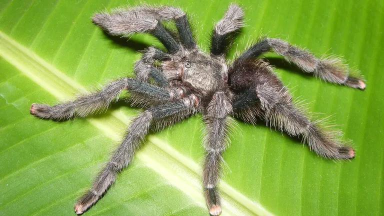 Pink Toe Tarantula